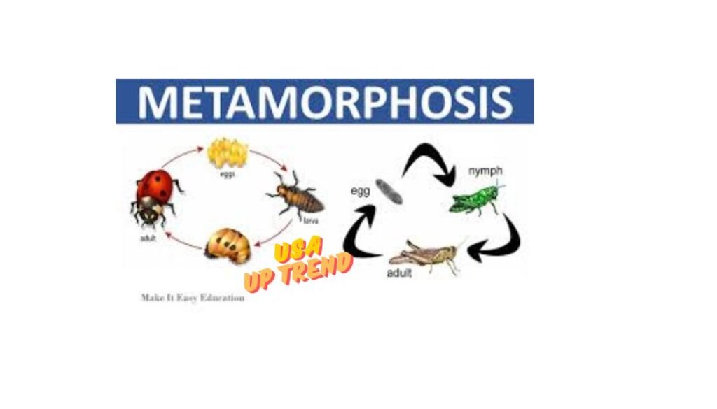 What is Metamorphosis?