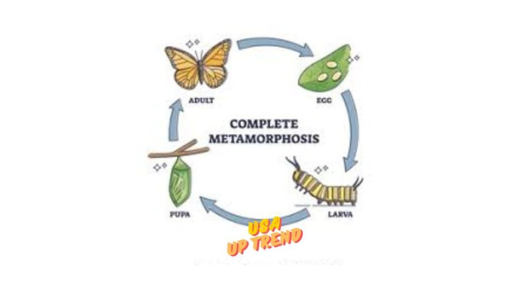 Complete Metamorphosis