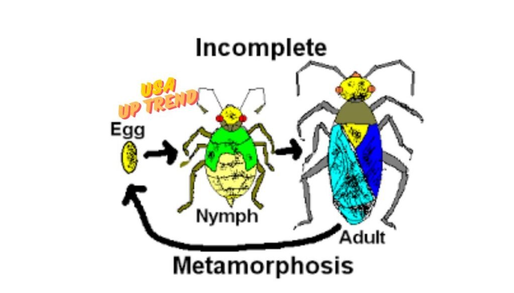 Incomplete Metamorphosis