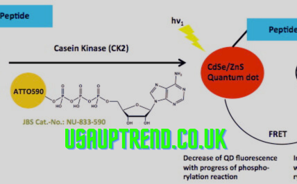 Non-Radioactive Protein Synthesis Labeling