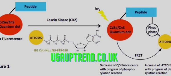 Non-Radioactive Protein Synthesis Labeling