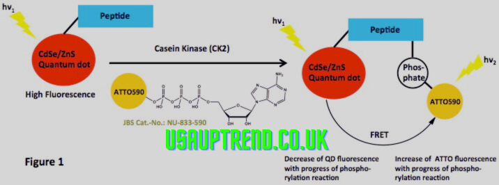 Non-Radioactive Protein Synthesis Labeling